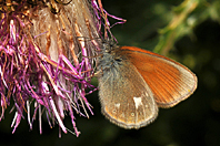 Coenonympha glycerion